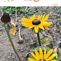 ルドベキア,ビタミンカラー,ウォーキングの楽しみ,びっくりの画像