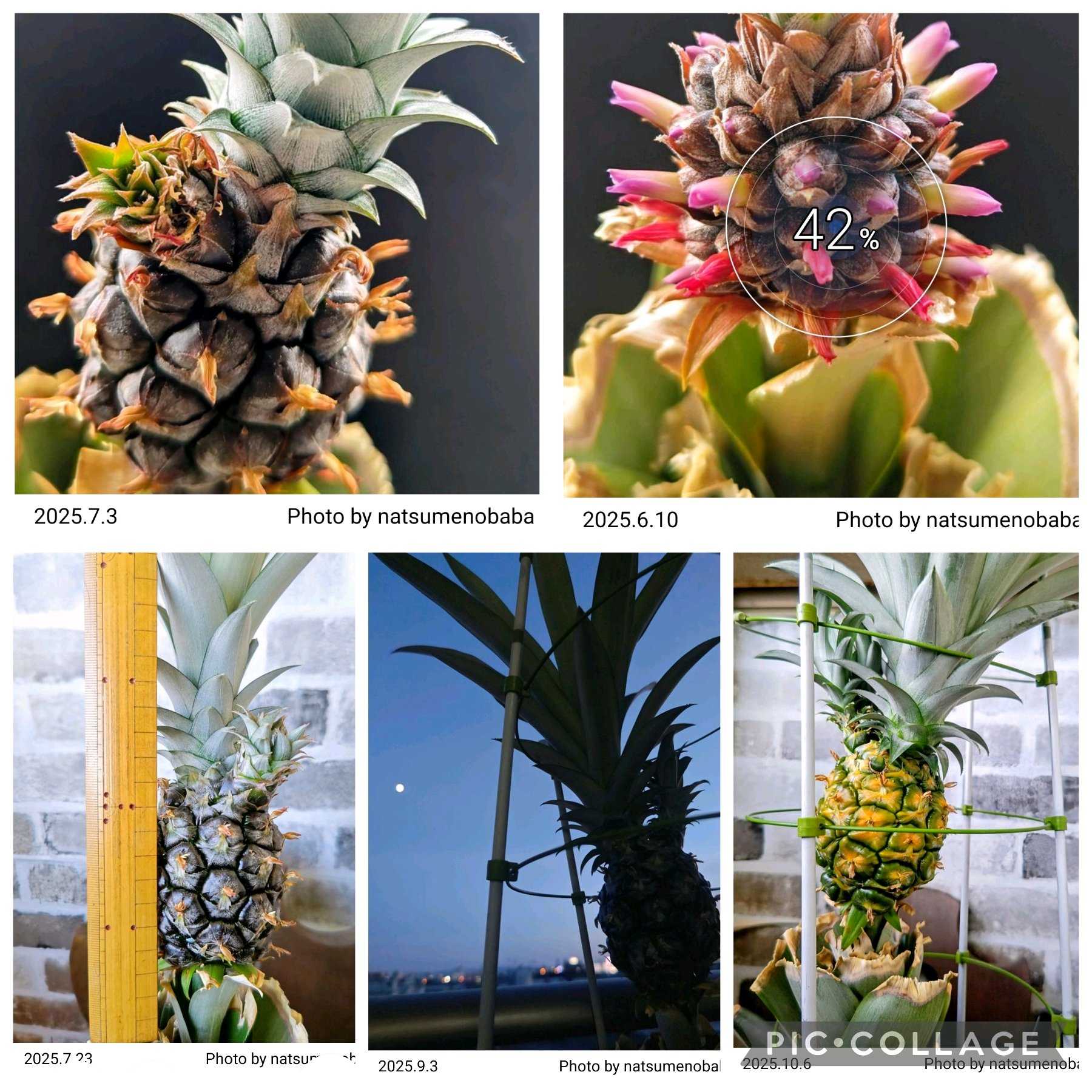 No.92 パイナップル🍍のクラウンから再生栽培、4年めの戦い 