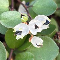 ワイヤープランツの花,ワイヤープランツの果実,観葉植物,グランドカバー,ニュージーランド原産の画像