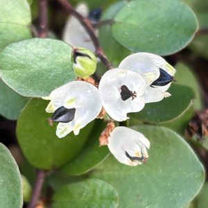 ワイヤープランツの花,ワイヤープランツの果実,観葉植物,グランドカバー,ニュージーランド原産の画像