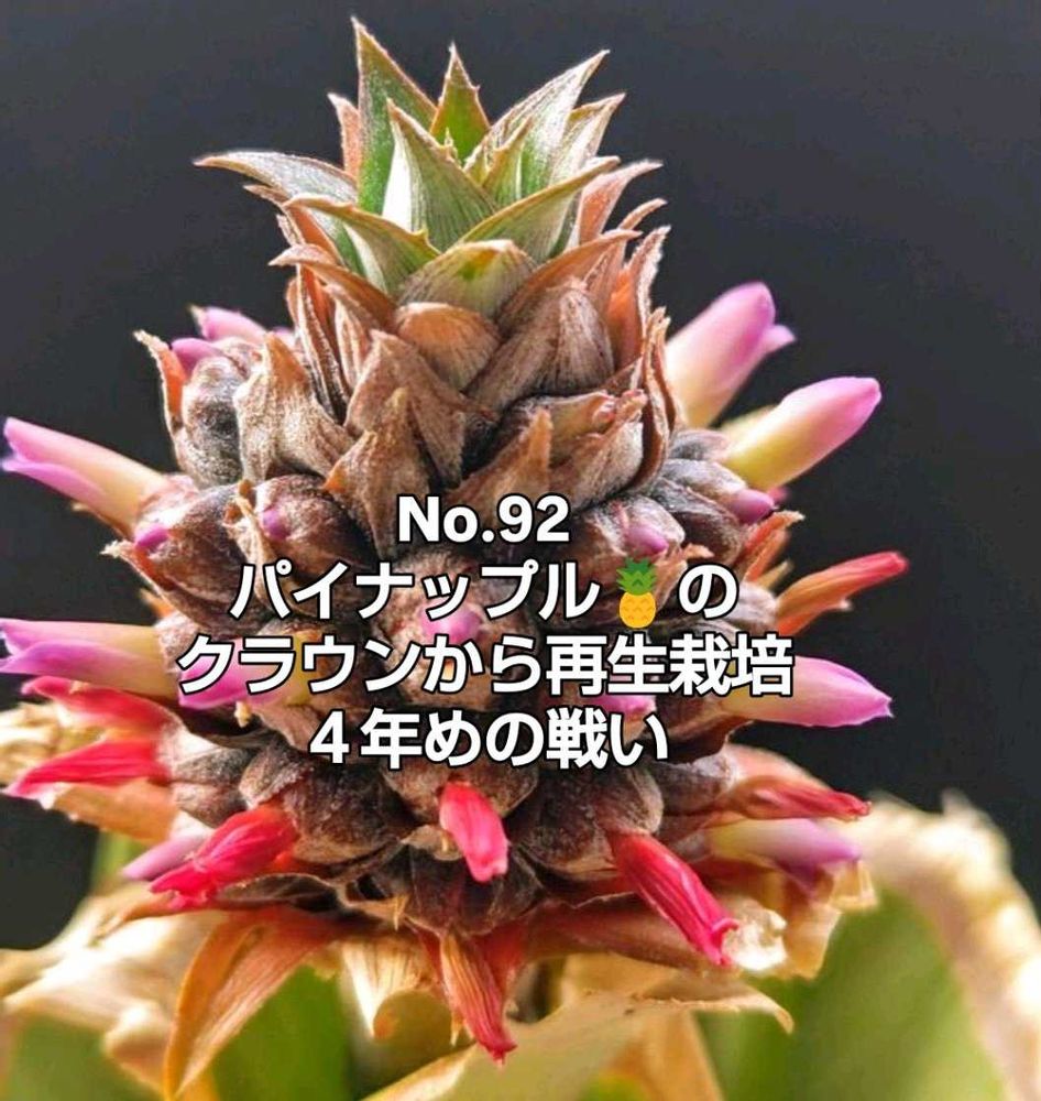 No.92 パイナップル?のクラウンから再生栽培、4年めの戦い 