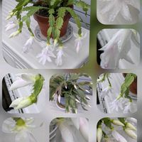 ロウバイ,エケベリア,オステオスペルマム,ヒメジョオン,ヤブランの実の画像