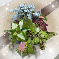 コリウス,シロタエギク,ビタミンカラー,復興祈願,青い花マニアの画像