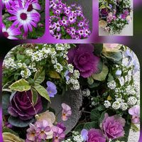 キク,キク,サイネリア,クスノキ,クスノキの画像