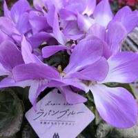 カランコエ,カランコエ,シクラメン,シクラメン,シクラメンの画像