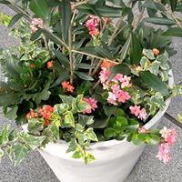 オリーブ,カランコエ,カランコエ,アイビー（ヘデラ）,今日のお花の画像