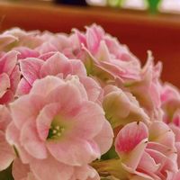 エリカ,カランコエ,シクラメン,バラ,ビオラの画像