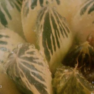 オブツーサ錦 朝焼け 糊斑,ハオルチア属,多肉ちゃん,ボタニカルライフ,ベランダーの画像