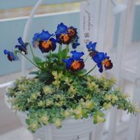 ヘリクリサム,ヨコハマセレクション,横浜セレクション フレアーブルー,庭の画像