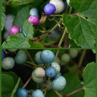 ノブドウ,イシミカワ,アオツヅラフジ,ノササゲ,ノササゲの画像