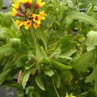 ガイラルディア,花のある暮らし,冬越しチャレンジ,おうち園芸,Dear violetの画像