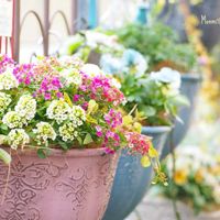 アリッサム,寄せ植え,ハンキング,かわいいな♡,植物のある暮らしの画像
