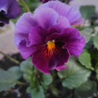 ウインターコスモス,レモンマリーゴールド,パンジー シエルプリエ,パンジー フェデネージュ,花のある暮らしの画像