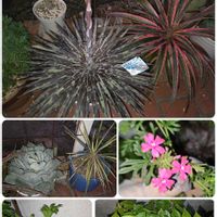 クリスマスローズ,ブーゲンビリア,ユッカ,アガベ 風雷神縞斑,タピアン ローズの画像