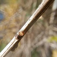 ツルウメモドキ,冬芽葉痕クイズだよ！,冬芽葉痕クイズだよ！,手作りリース,お出掛け先の画像