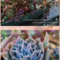 千代田の松,コンパクツム,クーペリー,シムランス ラグナサンチェス,多肉植物の画像