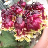 カランコエ,カランコエウェンディ,多肉植物,過去pic,良い一日を…の画像