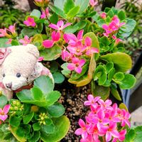 カラスウリ,カランコエ,夏みかん,渋柿,ノイバラの実の画像