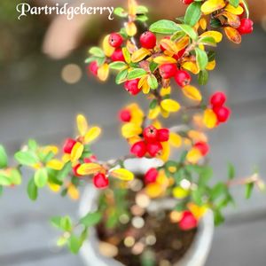 洋種 カマツカコケモモ,盆栽,山野草,挿し木,赤い実の画像