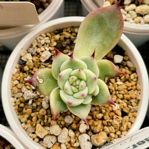 フローラB,多肉植物,エケベリア属,多肉中毒,succulentの画像