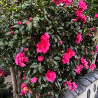 ガイラルディア,小菊,サザンカの咲く道,耐寒性多年草,切り花を楽しむの画像