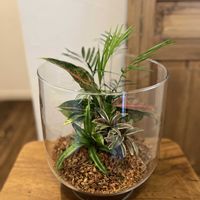 テーブルヤシ,クリプタンサス,アグラオネマ,コルジリネ,ポトスゴールデンの画像