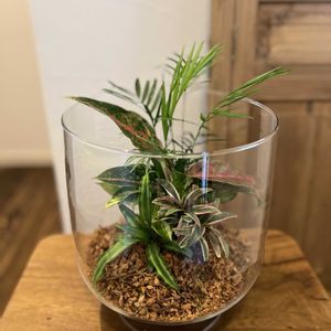 テーブルヤシ,クリプタンサス,アグラオネマ,コルジリネ,ポトスゴールデンの画像