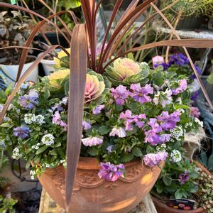 アリッサム,コルジリネ レッドスター,はな,寄せ植え,ミルフルの画像