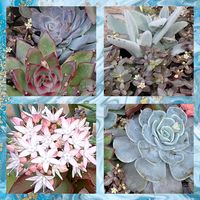 テトラゴナ,火祭り,アガボイデス,リラシナ,美空の鉾の画像