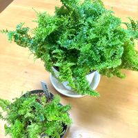 ボタンファーン,ボタンファーン,ネフロレピス マリサ,ネフロレピス マリサ,ネフロレピス マリサの画像