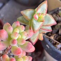 乙女心,トキワシノブ,愛星,GSミニモニ。,チーム2017の画像