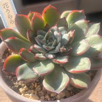 花うらら,多肉大好き,多肉多肉多肉,多肉女子の画像