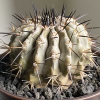 サボテン,黒王丸,コピアポア黒王丸,コピアポア黒王丸,Copiapoa cinereaの画像