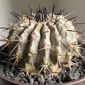 サボテン,黒王丸,コピアポア黒王丸,コピアポア黒王丸,Copiapoa cinereaの画像