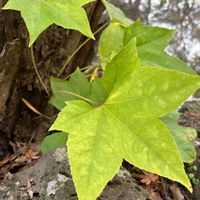 ヤツデ,ヤツデ,ハゼ,ハゼ,ハリギリの画像