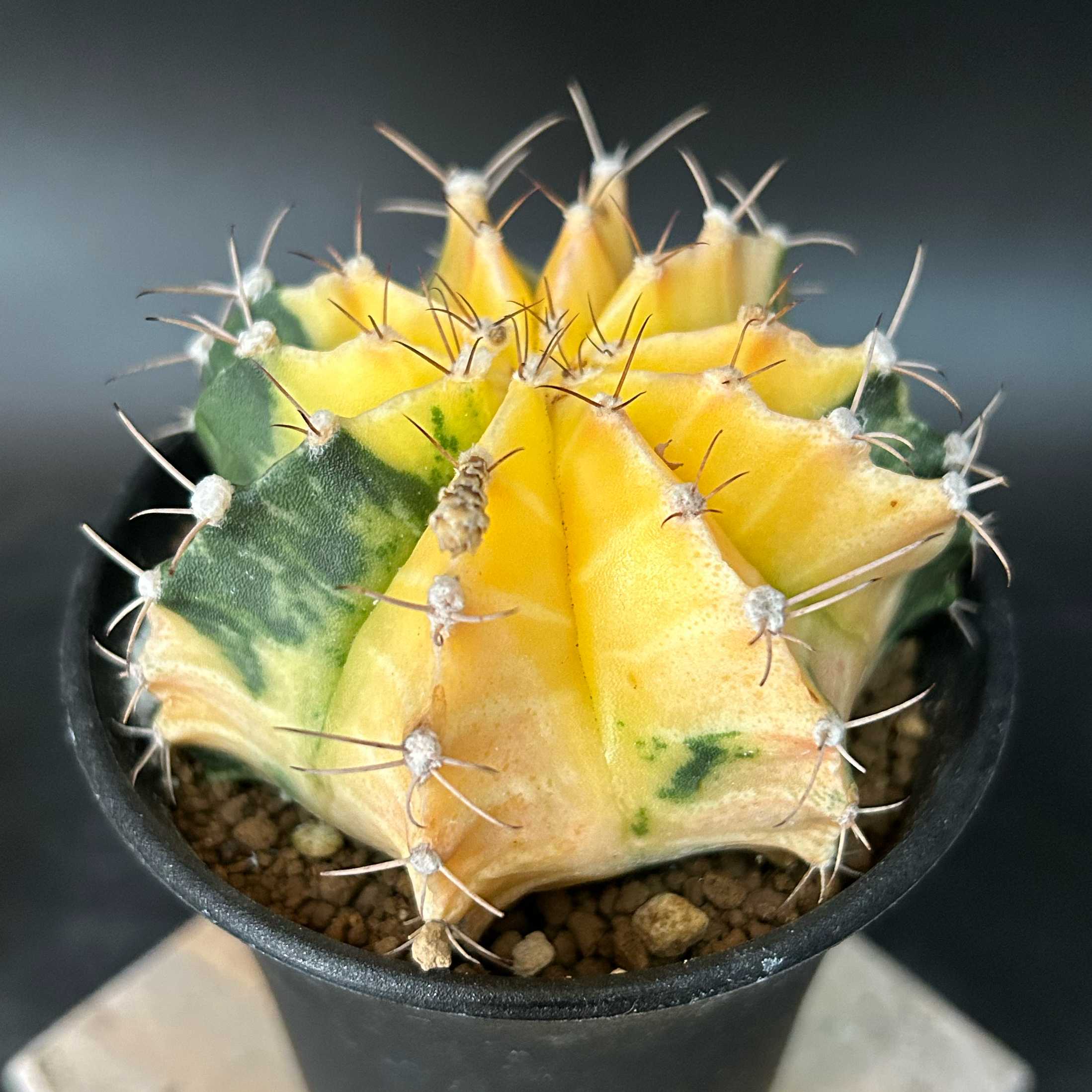 塊根植物・コーデックス｜🍀GreenSnap（グリーンスナップ）