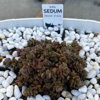 クラッスラ 属,多肉植物,クラッスラ属,クラッスラ,多肉のある暮らしの画像