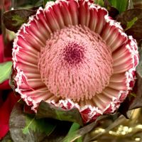 クランベリー,キノコ,ヒノキ,キングプロテア,花のある暮らしの画像