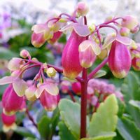 カランコエ,ウェンディ,今日のお花,ピンク❤︎ピンク,可愛いね♡の画像