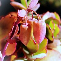 カランコエ,デザートローズ,胡蝶の舞,M's Succulent Memories,多肉植物の画像