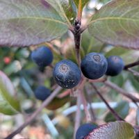 シャリンバイの画像