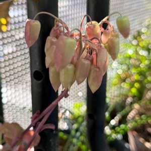 カランコエ,カランコエ,ベランダガーデニング,放置栽培,バルコニーガーデニングの画像