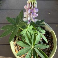 ルピナス,鉢植え,花のある暮らし,初めてお迎えの画像