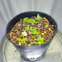 ダドレア ブリトニー,多肉植物,実生,ダドレア,成長記録の画像