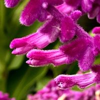 サルビア,サルビア,アメジストセージ,アメジストセージ,サルビア・レウカンサの画像