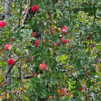 コスモス,ミカン,リンゴ,リンゴ,原種シクラメン ヘデリフォリウムの画像