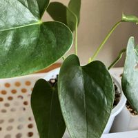 アンスリウム,ヘデラ,ペペロミア,アロマティカス,ピレアの画像