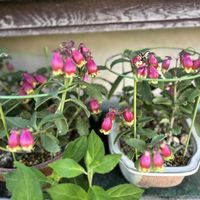 カランコエ,セッコク,今日の花,今日のお花,ずくだせ信州の画像