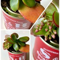 紅葉,ビオラ,小松菜,サニーレタス,金の成る木の画像