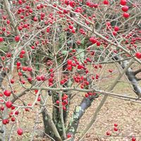 ウメモドキ,梅もどき,梅擬,梅擬( ウメモドキ),ウメモドキ(実)の画像